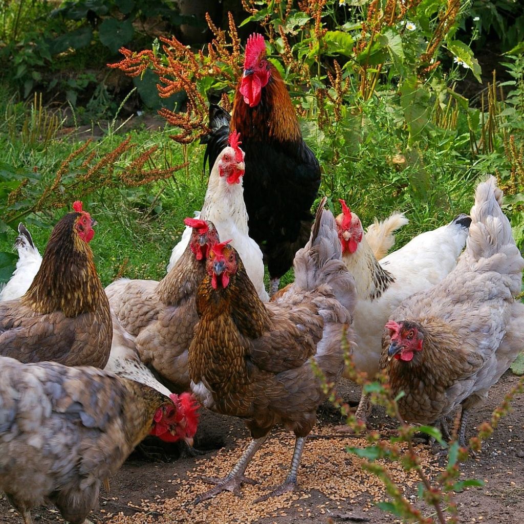 Hühner im Garten halten. Ist der Garten geeignet?