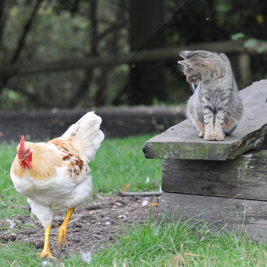 Hühner und andere Haustiere. Hund, Katze, Maus