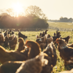 Titelbild, myhuhn, hühner, sonne