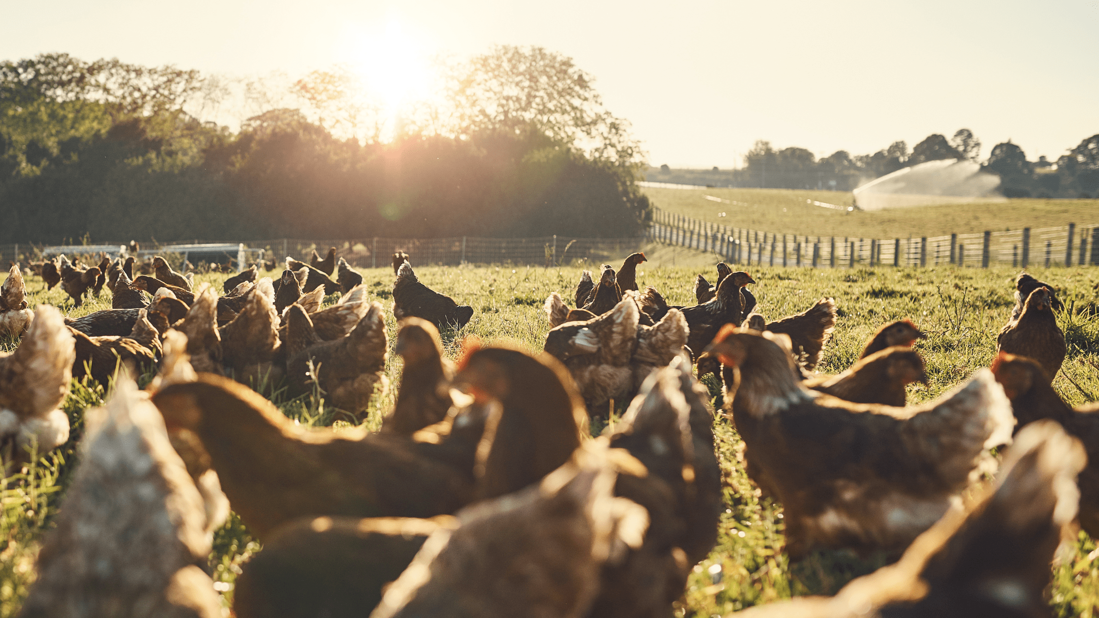 Titelbild, myhuhn, hühner, sonne
