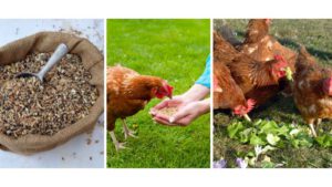 Fütterung, Körner, Gemüse, Salat, ausgewogen