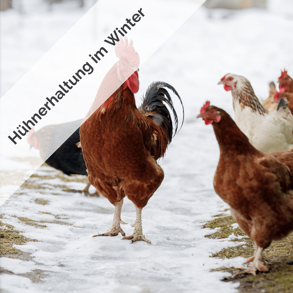 Hühnerhaltung im Winter