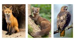 Hühner, Räuber, Marder, Fuchs, Habicht