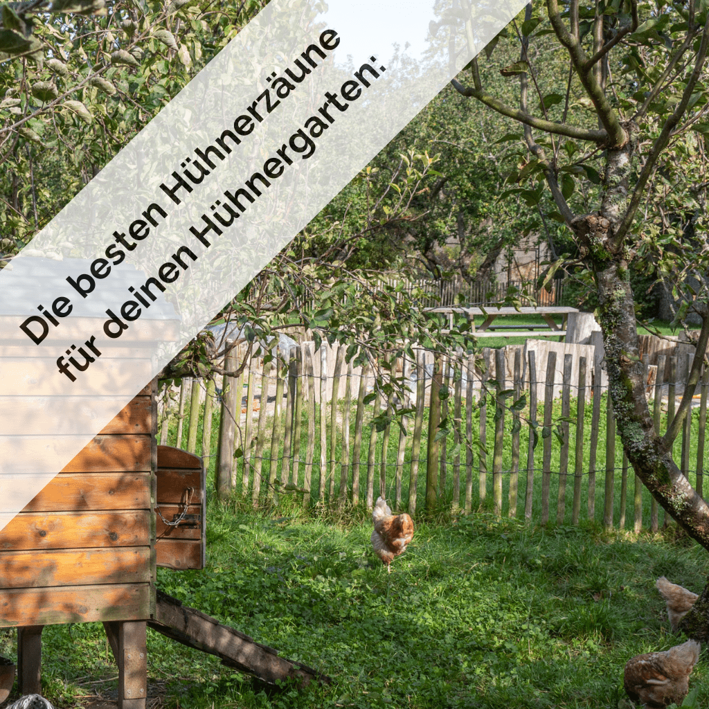 Die besten Hühnerzäune für deinen Hühnergarten: