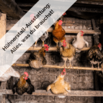 Hühnerstall Ausstattung-min