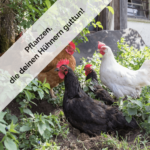 Pflanzen, die deinen Hühnern guttun!