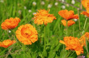 marigold, flower background, calendula, medicinal plant, naturopathy, beautiful flowers, plant, asteraceae, flower, flora, petals, flower wallpaper, summer flower, blossom, bloom, orange, nature, marigold, marigold, calendula, calendula, calendula, calendula, calendula