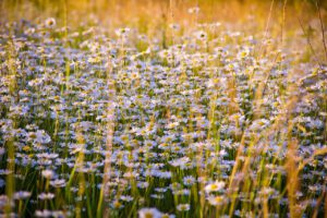chamomile, flowers, field, white flowers, white daisies, bloom, blossom, plants, meadow, flower meadow, beautiful flowers, flower wallpaper, nature, chamomile, chamomile, chamomile, chamomile, chamomile, flowers, white flowers, meadow, flower background, nature