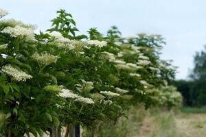 plant, elder, sambucus, bloom white, spring, elderberries, blue, summer, sambucus, sambucus, sambucus, sambucus, nature, sambucus