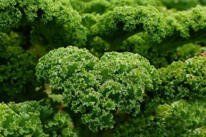 plant, kale, autumn and winter vegetables, garden, kale, kale, kale, kale, nature, kale