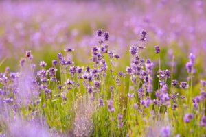 lavenders, flowers, lavender field, purple flowers, bloom, blossom, flora, nature, beautiful flowers, flowering plant, fragrance, plants, inflorescence, flowers, flowers, lavender field, lavender field, lavender field, lavender field, lavender field, flower wallpaper, purple flowers, purple flowers, flower background, purple flowers, purple flowers, purple flowers, nature