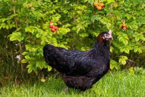 A black hen stands in a vibrant meadow with green foliage and red fruit.