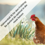 Hühnerstall fit für den Frühling So startest du optimal in die neue Saison-min