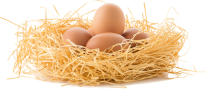 drive the eggs, nest egg, eggs, nest egg, nest egg, eggs, eggs, eggs, eggs, eggs