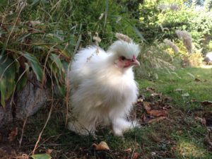 seidenhuhn, hen, bantam, white, grass, nature, seidenhuhn, hen, hen, bantam, bantam, bantam, bantam, bantam