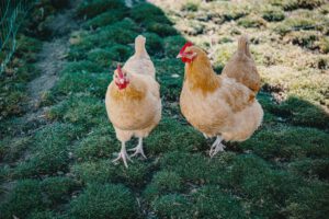 Two Buff Orpington chickens walking on grass in Boise, Idaho during the day.