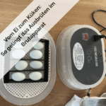 Vom Ei zum Küken So gelingt das Ausbrüten im Brüter! (1)