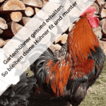 Gartenhühner gesund erhalten So bleiben deine Hühner fit und munter-min