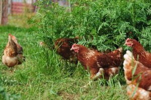 chicken, free run, organic chicken, outdoors