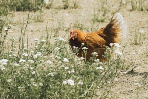 Brown hen foraging in a sunny field with wildflowers, showcasing a peaceful farm scene.